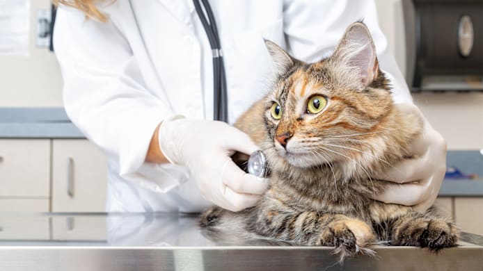 Fleas in Cats: Is Injectable Flea Prevention Right for Your Cat?