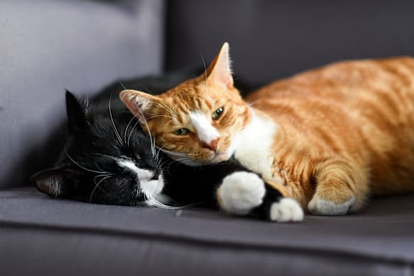 How to Introduce a Kitten to a Cat: Step-by-Step