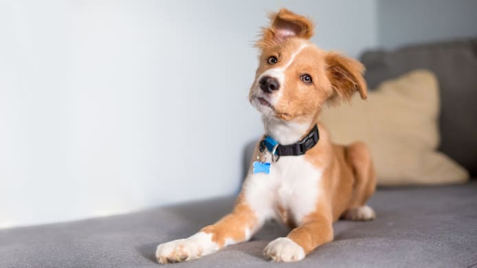 How to Get Dog Pee & Smells Out of Almost Anything