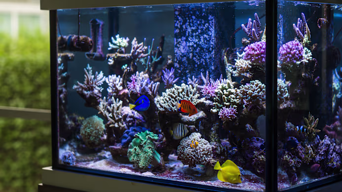 Aquarium Sizes, Weights & Dimensions Guide