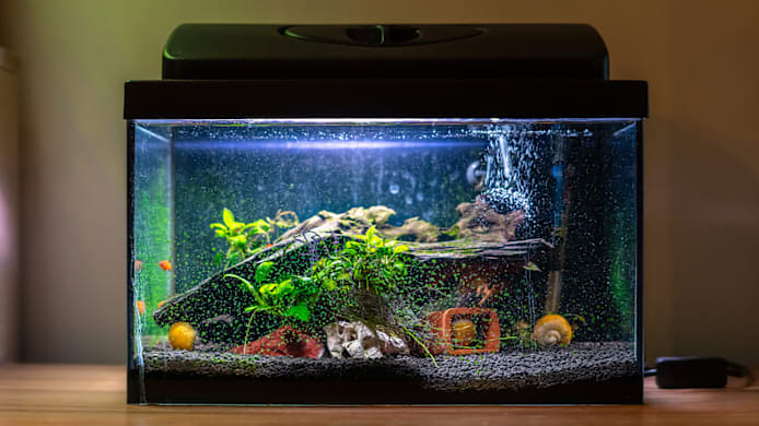 How to Dechlorinate Tap Water for Fish