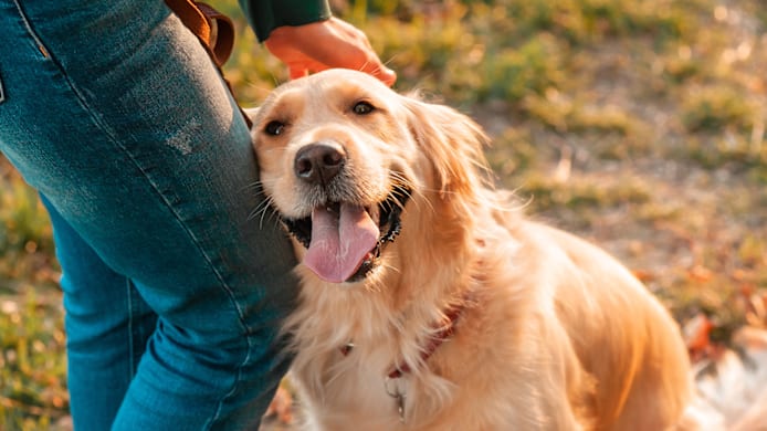 Can You Switch Flea and Tick Medicine? 