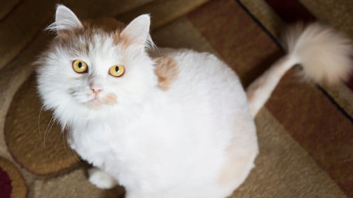 What is a Lion Cut? 