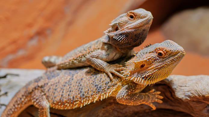 Male vs Female Bearded Dragon: How to Tell the Sex