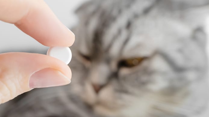 How to Give a Cat a Pill 