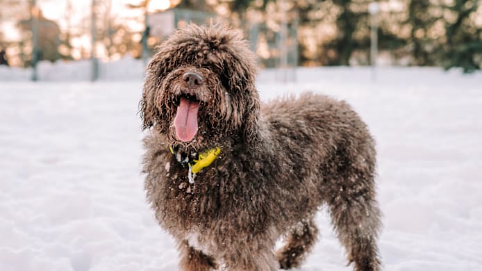How Long Can You Leave Your Dog Outside?