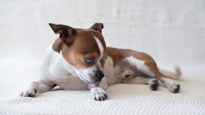 Why Do Dogs Lick Their Paws? Causes & What to Do