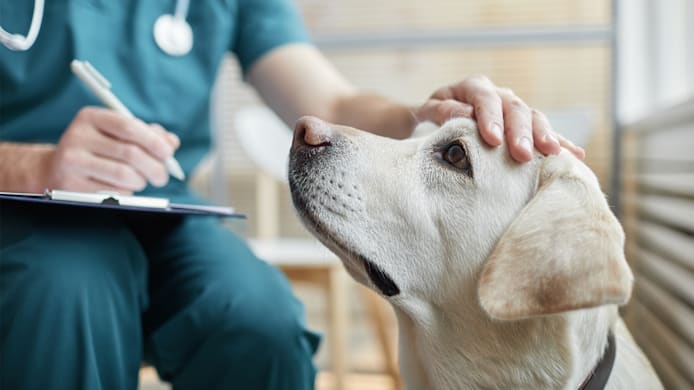 Carprofen for Dogs: Joint Pain Relief, Uses, Dosage & Side Effects