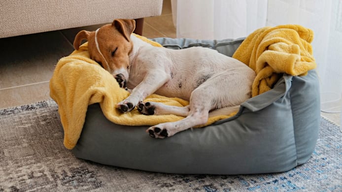 Giving Melatonin to Dogs: Is It Safe? Benefits & Dosage Guide