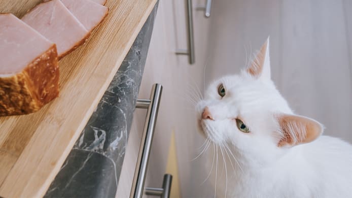 Can Cats Eat Bacon? What Pet Parents Should Know