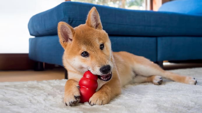 How to Stop Destructive Chewing