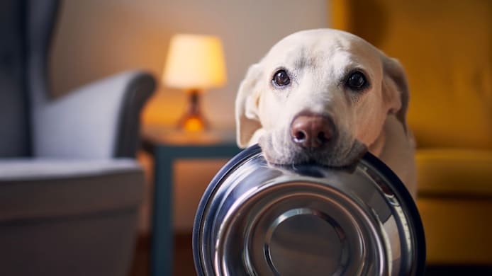 How to Tell If Your Dog Is Overweight