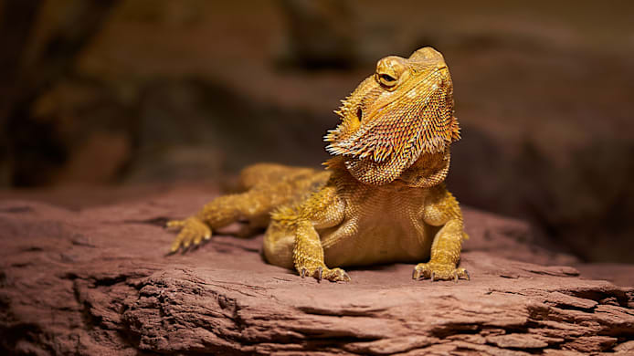 How to Set Up a Bearded Dragon Habitat