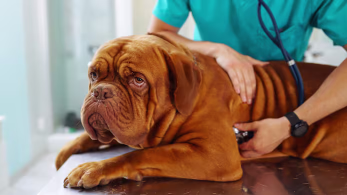 White Worms in Dog Poop: Identify, Treat & Prevent Parasites