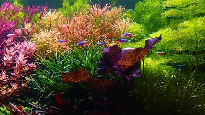Self-Sustaining Aquarium Fish Tank: Complete Setup Guide