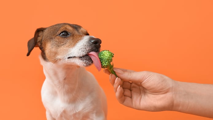 Safe Human Foods for Dogs: Healthy Snacks to Share with Your Pup