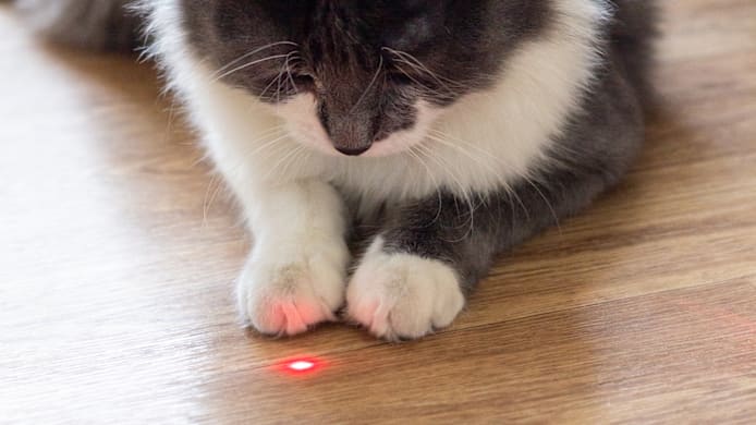 Are Laser Pointers Bad for Cats? 