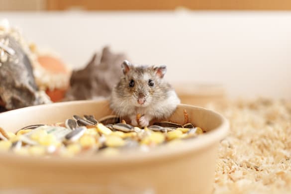 What Do Hamsters Eat? A Complete Feeding Guide