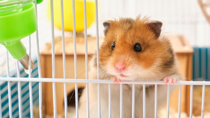 How to Tell the Sex of a Hamster
