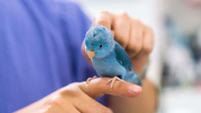 Is Your Bird Vomiting or Regurgitating? When to Worry & What to Do