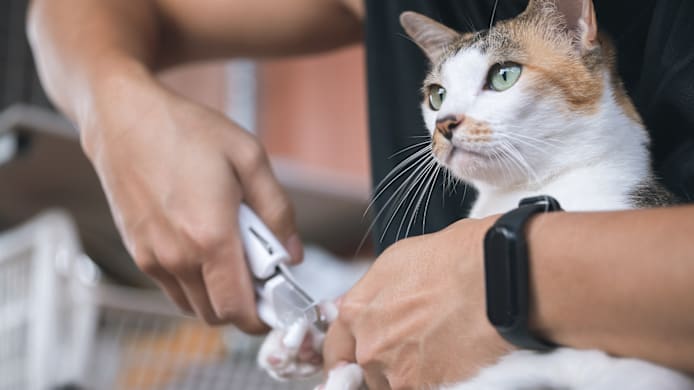 How to Trim Cat Nails Safely: A Step-by-Step Guide