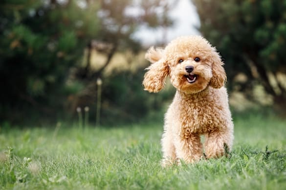 What is Mange in Dogs?