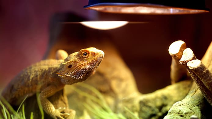 Reptile UVB Light Guide: What Every Pet Parent Needs to Know