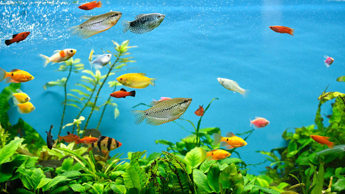 How to Set Up a Fish Tank: Complete Setup Guide