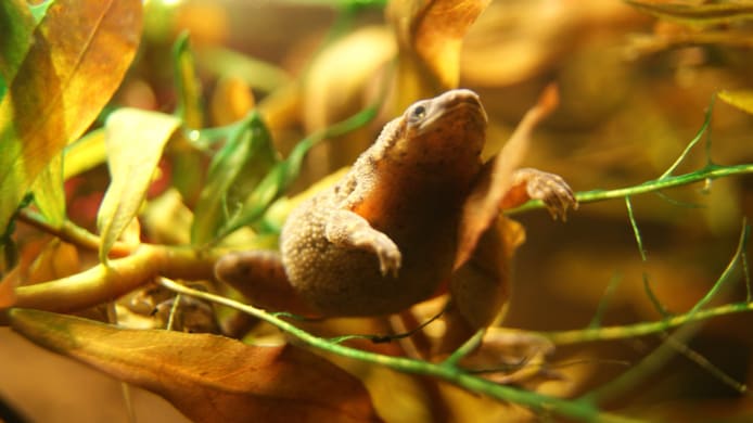 Setting Up an African Dwarf Frog Tank 