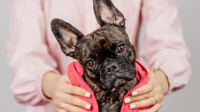 How to Groom Your Wrinkly Dog