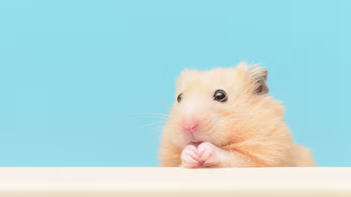 Hamster Breeds: Which Is Right for You?