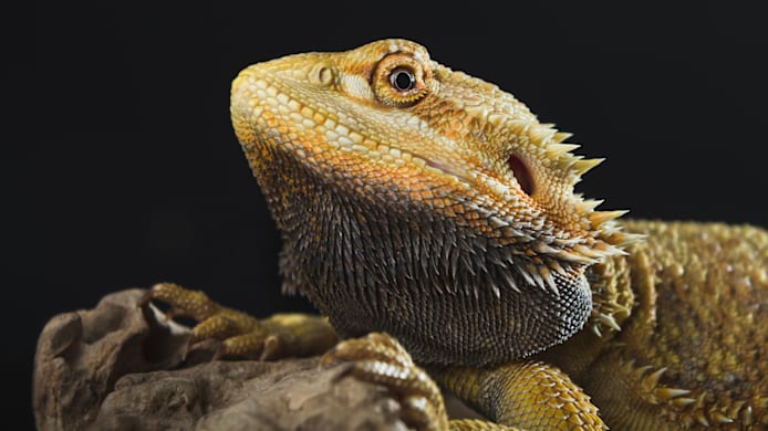 Why Do Bearded Dragon Beards Turn Black?