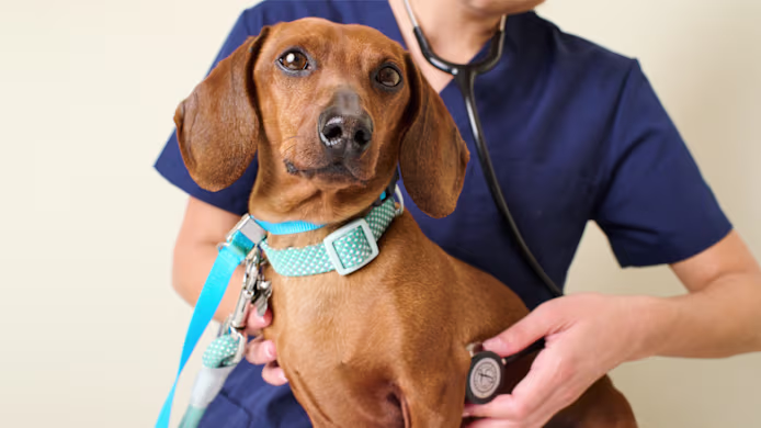 Dog Allergies: Symptoms, Causes, and Treatment Options