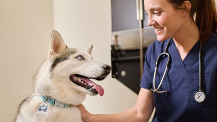 Vet-Recommended Dog Food for Allergies: Top Ingredients to Look For