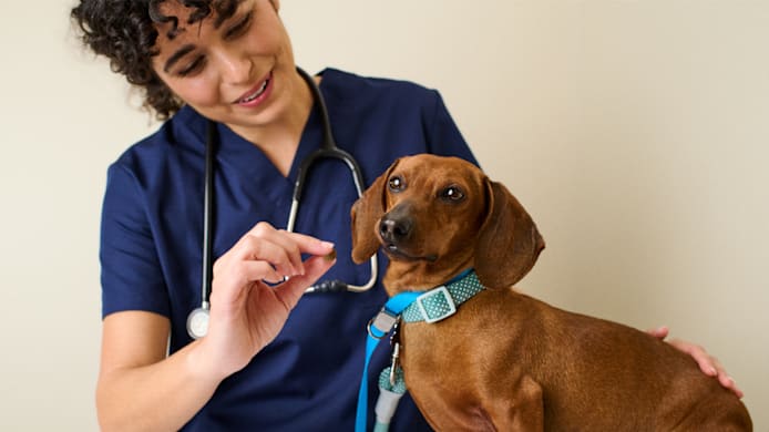 New to the Petco Family? What to Expect from Vet Visit to Product in Hand