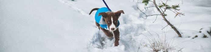 How Weather and Extended El Niño Impact Flea and Tick Season