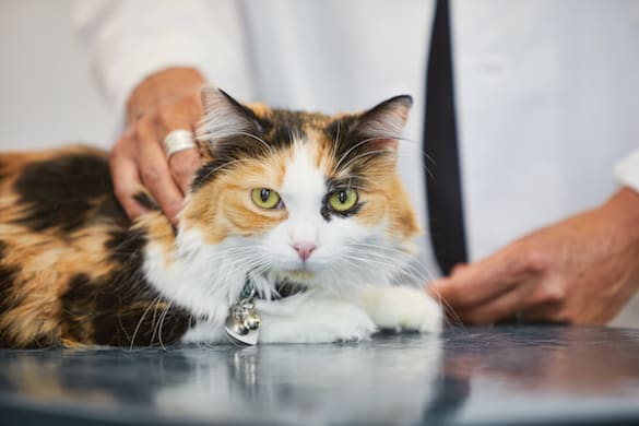 Veterinary Terminology Dictionary for Pet Parents