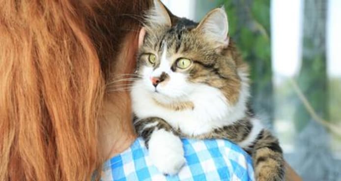 Signs Your New Cat Is Adjusting | First 24 Hours