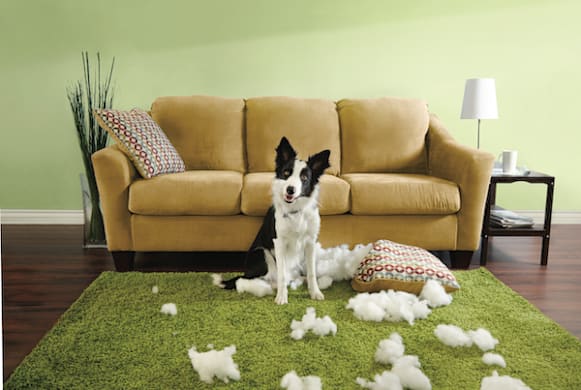 First-Time Dog Parent Tips: Your Complete Guide