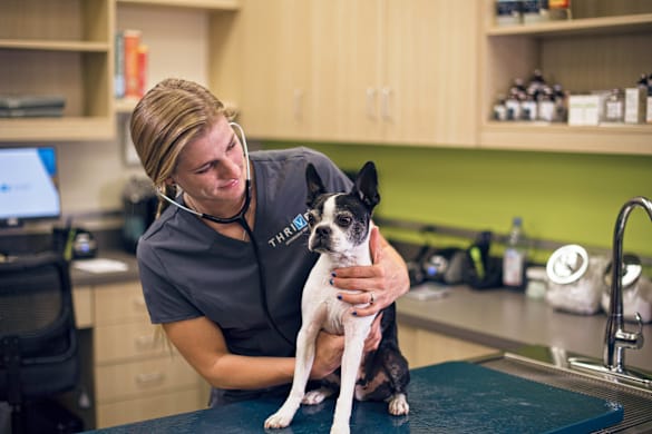 Leptospirosis in Dogs: Symptoms, Treatment & Prevention
