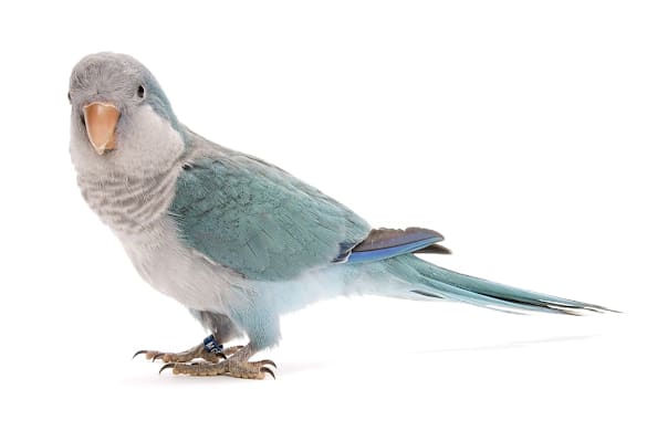 Caring for Your Pet Bird During a Power Outage