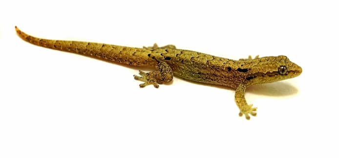 Mourning Gecko Care: Habitat, Food & Health Essentials