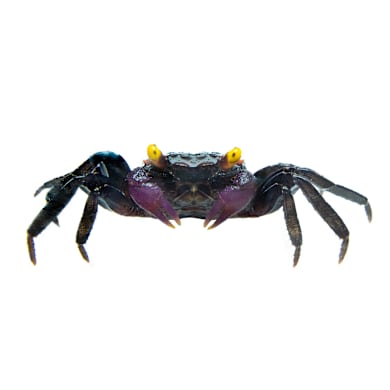 Vampire Crab Care Sheet