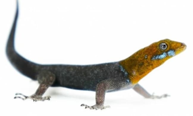 Yellow-headed Dwarf Gecko Care: Habitat, Food & Health Essentials