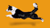 Breed Gallery Indicator 2