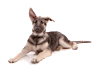 Breed Gallery Indicator 1