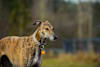 Breed Gallery Indicator 0