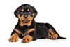 Breed Gallery Indicator 1