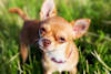 Breed Gallery Indicator 3