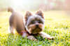 Breed Gallery Indicator 4